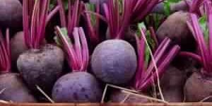 Fresh Beetroot