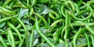 Fresh Green Chilli
