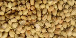 Coriander Seeds