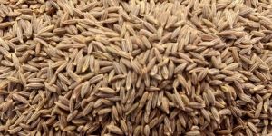 Cumin Seeds