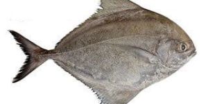 Black Pomfret Fish