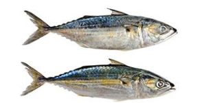 Indian Mackerel Fish