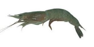 Karikadi Shrimp