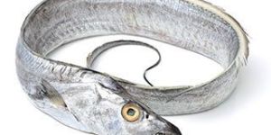 Ribbonfish Fish