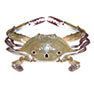 Three Spotted Crab