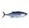 Tuna Fish