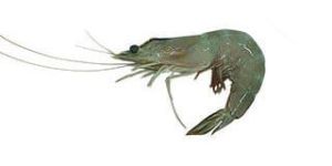 White Shrimp