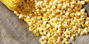 Frozen Sweet Corn