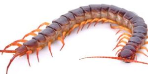 Prophylactic Treatment