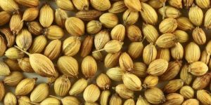 Coriander Seeds