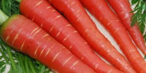 Fresh Carrot