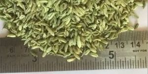 Fennel Seeds