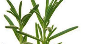 Rosemary Leaves