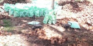 Coconut Husk