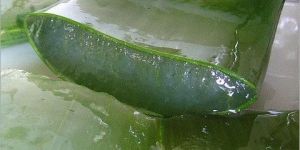 Aloe Vera Pulp