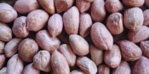 Groundnut