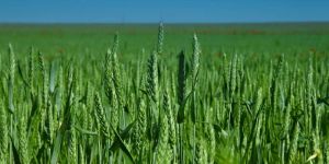 Green Wheat