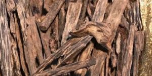 Agarwood