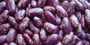 Purple Speckled Kidney Beans