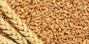 Organic Wheat Seeds