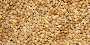 Millet Animal Feed
