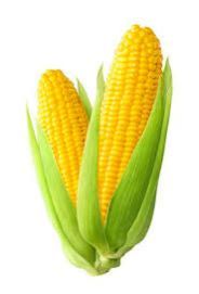 Yellow Corn Animal Feed