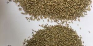 Cumin Seed