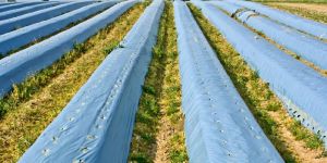 Mulching Film