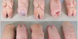 Frozen Pork Fore Foot