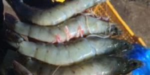 Fresh Vannamei Prawns