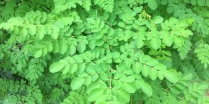 Moringa Leaf Dry