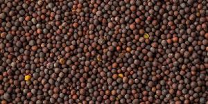 Black Mustard Seeds