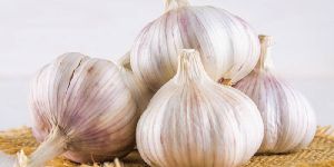 Fresh Garlic