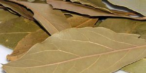 Bay Leaf