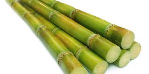 Fresh Sugarcane
