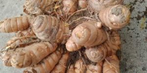 Turmeric Seeds