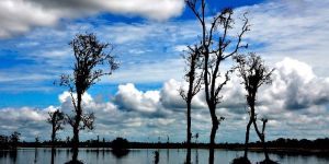 Dibru Saikhowa National Park Tour Packages