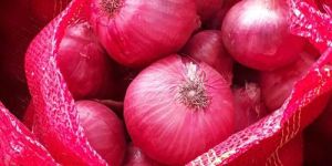 Fresh Red Onion