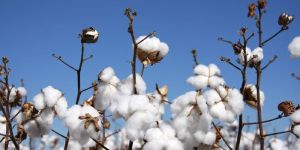 Cotton