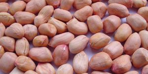 Groundnut