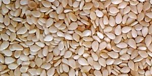 Sesame Seeds