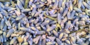 Dried Lavender Flowers