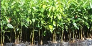 Cinnamon Plant