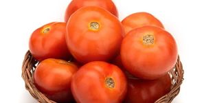 Fresh Organic Tomato