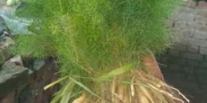 Nepali Shatavari Roots