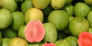 Fresh Guava