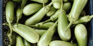 Green Brinjal