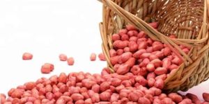 Peanut Kernels