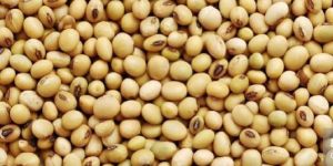 Soybean Seeds