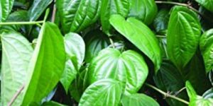 Betel Leaves ( Piper Betel)